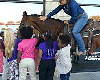 dressage-quarter-horse