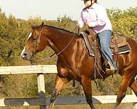 experienced-quarter-horse