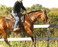 finished-quarter-horse