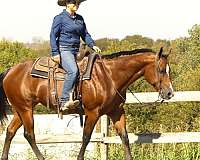 husband-safe-quarter-horse