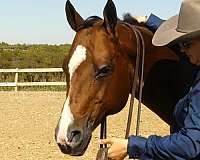 kid-safe-quarter-horse