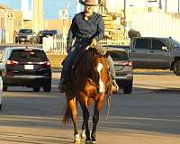 lesson-quarter-horse