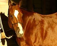 show-quarter-horse