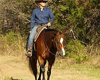 show-experience-quarter-horse