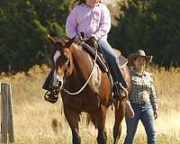 trail-quarter-horse