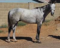 all-around-thoroughbred-horse