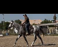 dappled-thoroughbred-horse