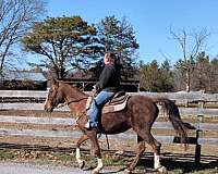 mare-kentucky-mountain-horse