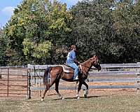 gaited-kentucky-mountain-horse