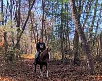smooth-kentucky-mountain-horse
