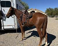 ridden-western-missouri-fox-trotter-horse