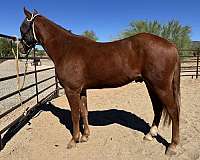 all-around-missouri-fox-trotter-horse