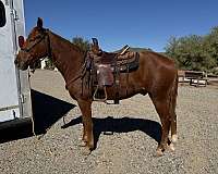 trail-missouri-fox-trotter-horse
