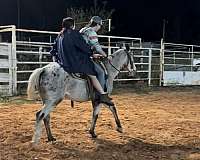 appaloosa-pony-for-sale