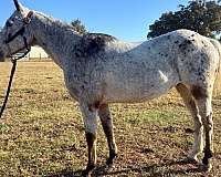 appaloosa-pony