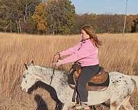 appaloosa-gelding