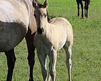 bueno-chexx-quarter-horse