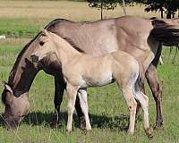 bueno-chexx-horse