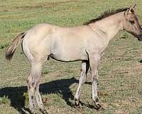 pocito-pine-glo-colt
