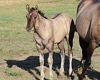 grulla-shoulder-barring-horse