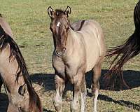 jaz-ranch-colt