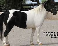 molly-miniature-horse