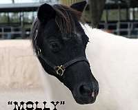 tobiano-paint-horse