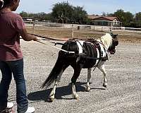 black-tobiano-paint-horse