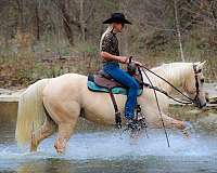all-around-quarter-horse