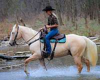 athletic-quarter-horse