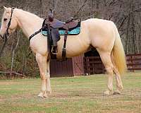 beginner-quarter-horse