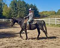 trail-ridin-morgan-horse