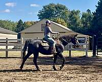 all-around-morgan-horse