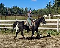 athletic-morgan-horse