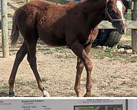 all-around-paint-horse