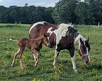 bay-white-horse