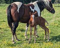 has-been-driven-paint-horse