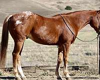 chestnut-blaze-horse