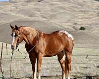 quarter-horse