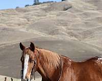 beginner-safe-quarter-horse