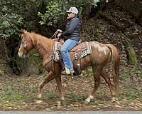 family-horse-quarter