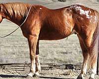ranch-work-quarter-horse
