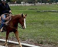 trail-quarter-horse