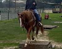 all-around-quarter-horse