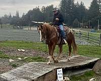 athletic-quarter-horse