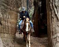 beginner-quarter-horse