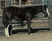 black-overo-with-full-white-blaze-hind-stockings-blue-eye-horse