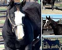 black-horses-paint