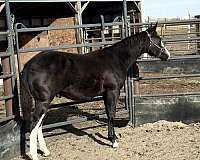 montana-horses-paint