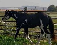 pine-paint-horse